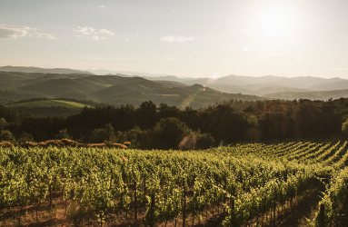 Weinberg bei Sonnenuntergang mit Blick auf sanfte Hügel und klare Himmel.