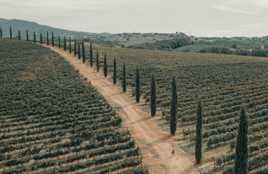 Zypressen gesäumter Weg durch weite, grüne Weinberge, sanfte Hügel im Hintergrund.