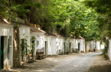 Idyllische, schattige Gasse mit weißen Häusern und vielen Bäumen.