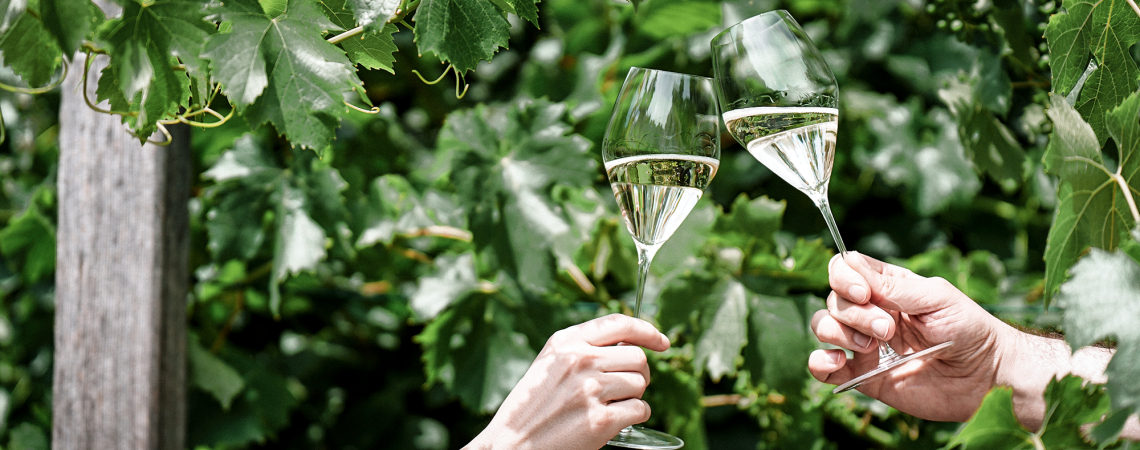 Zwei Hände stoßen mit Weingläsern inmitten von Weinreben an.
