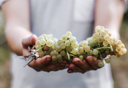 Person hält frische, helle Weintrauben im Freien.
