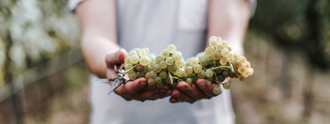 Person hält frische, helle Weintrauben im Freien.
