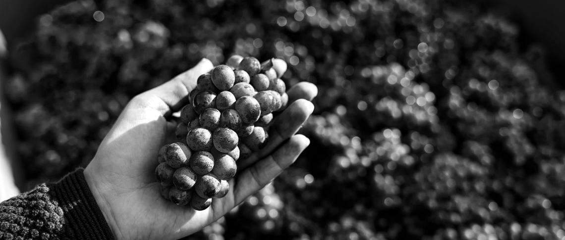 Hand hält Trauben in Schwarz-Weiß-Aufnahme, fokussiert auf Details der Früchte.