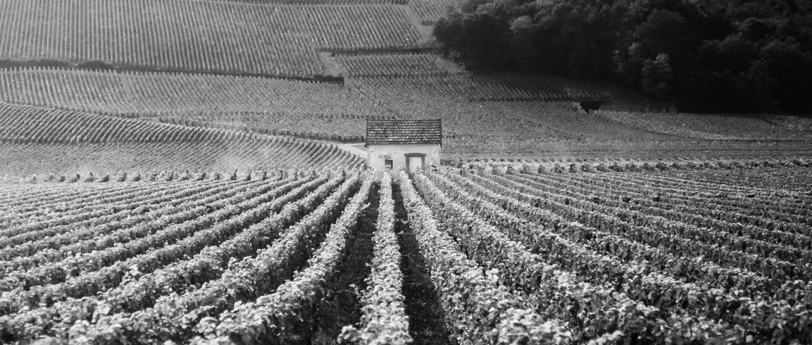 Schwarz-weiß Foto eines Weinbergs mit kleinem Gebäude in der Mitte.