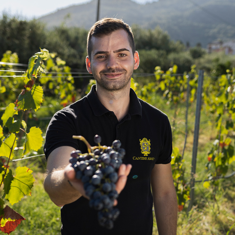 cantine amato