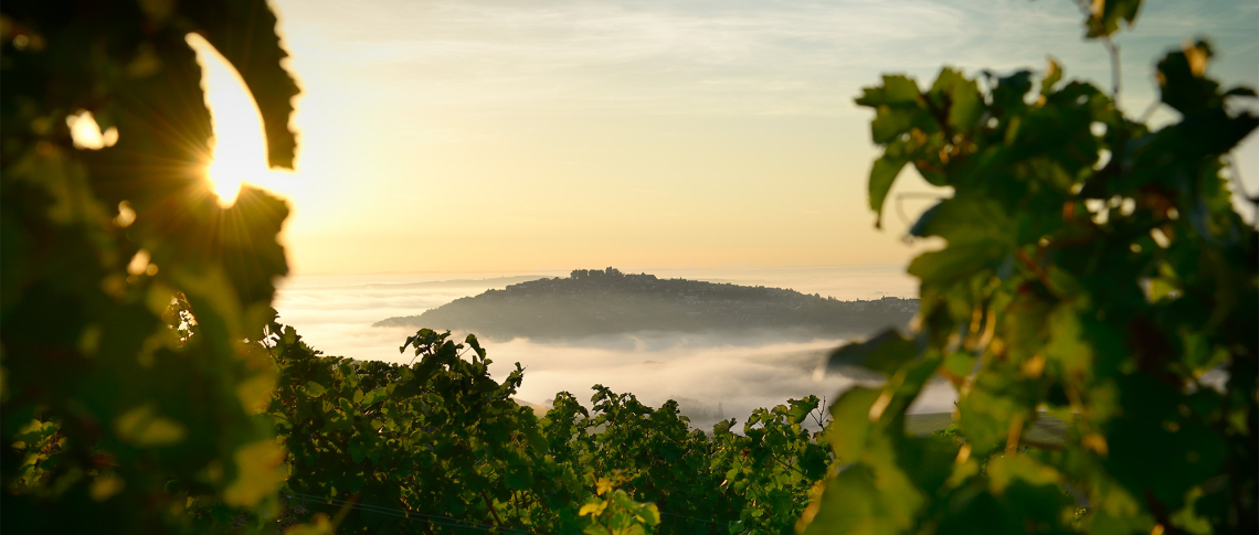 Sonnenaufgang über einem nebligen Tal mit sanften Hügeln und Weinreben im Vordergrund.