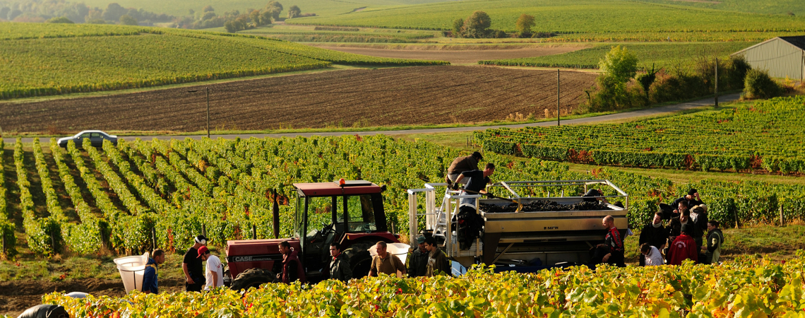 Weinernte in einer malerischen Landschaft mit Traktor und Arbeitern.
