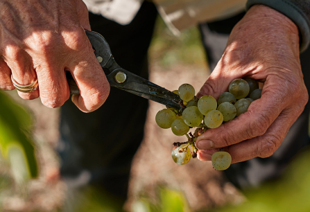 Hände beim Ernten von grünen Trauben mit einer Schere im Weinberg.