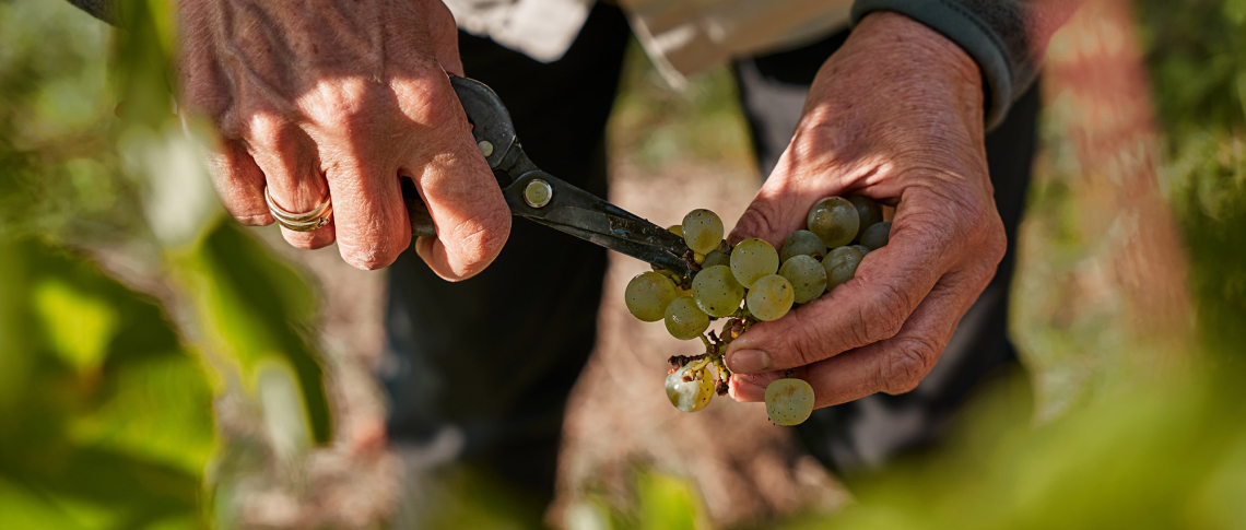 Hände beim Ernten von grünen Trauben mit einer Schere im Weinberg.