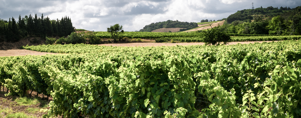 Grüne Weinberge unter bewölktem Himmel in hügeliger Landschaft.