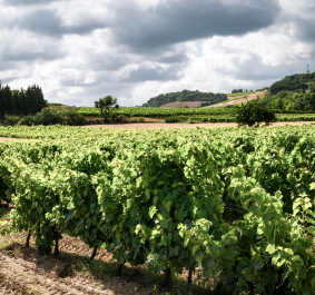 Grüne Weinberge unter bewölktem Himmel in hügeliger Landschaft.