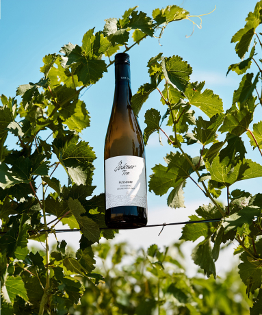 Weinflasche an Rebstock, umgeben von grünen Blättern, vor blauem Himmel.
