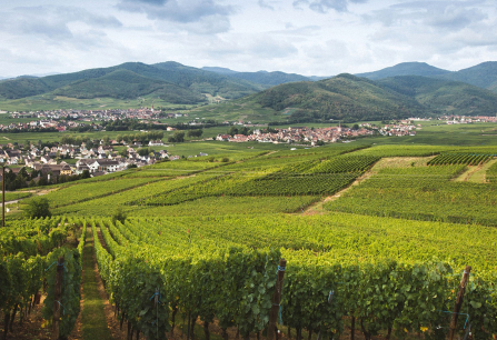 Grüne Weinberge vor einem Dorf, umgeben von sanften Hügeln und bewölktem Himmel.
