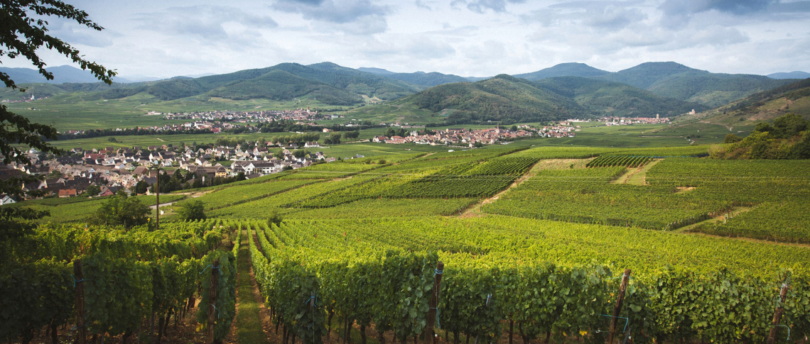Grüne Weinberge vor einem Dorf, umgeben von sanften Hügeln und bewölktem Himmel.