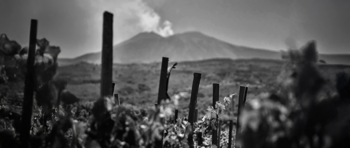 Schwarzweiß-Foto eines Weinbergs mit rauchendem Vulkan im Hintergrund.