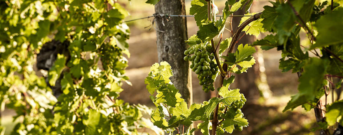 Grüne Weintrauben an Reben im Sonnenlicht, umgeben von dichten Blättern.