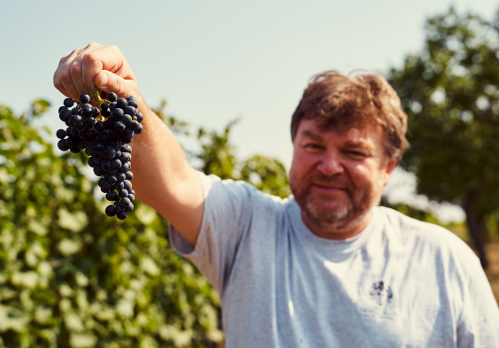 gesellmann portraet traube