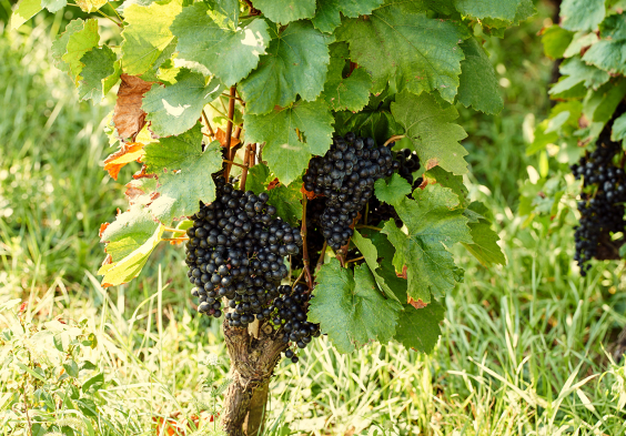 gesellmann trauben 2