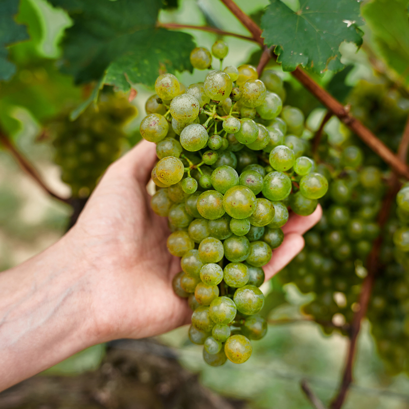 gruener veltliner hand november 2022