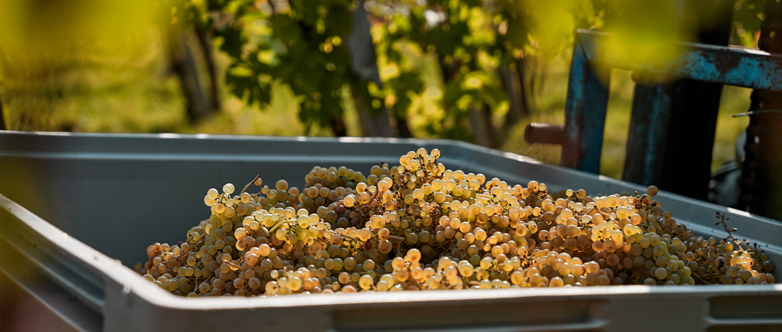 Frische, gelbe Trauben in einer Kiste auf einem sonnigen Weinberg.