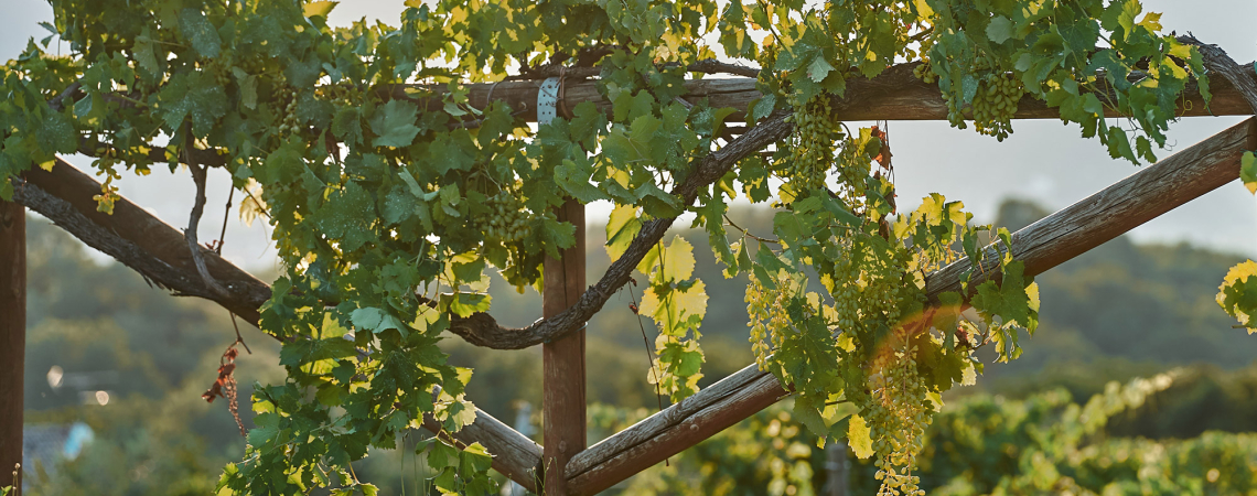 Grün belaubter Weinreben-Spalier in sonnigem Weinberg.