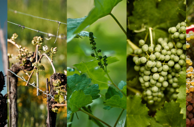Bildabfolge zeigt Weinrebe, Knospe, junges Blatt, grüne Trauben, gelesene Trauben mit Schere.