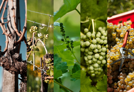 Collage von Weinreben: alte Ranken, Blätter, Trauben, Ernte in leuchtenden Farben.