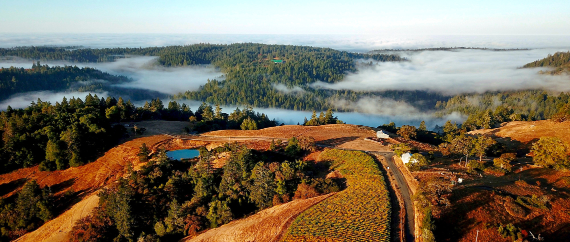 Hügelige Landschaft mit grünen Wäldern, Feldern und Nebel im Hintergrund.
