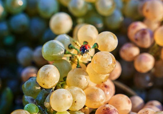 marienkaefer trauben