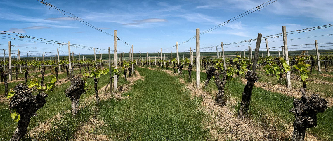 Weinreben auf grünen Feldern unter einem klaren blauen Himmel.