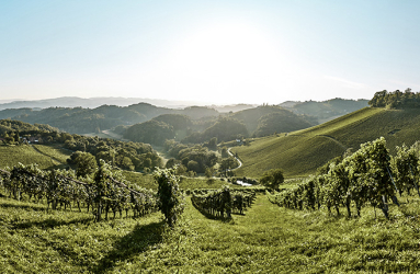 Weinberge in grüner Landschaft unter klarem Himmel, mit Hügeln im Hintergrund.