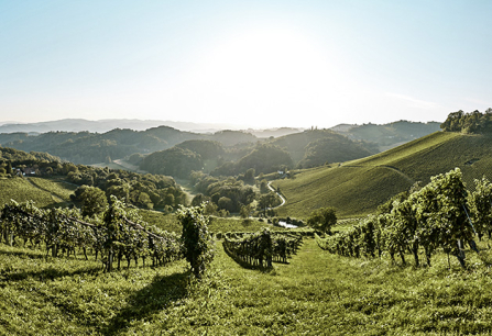 Weinberge in grüner Landschaft unter klarem Himmel, mit Hügeln im Hintergrund.