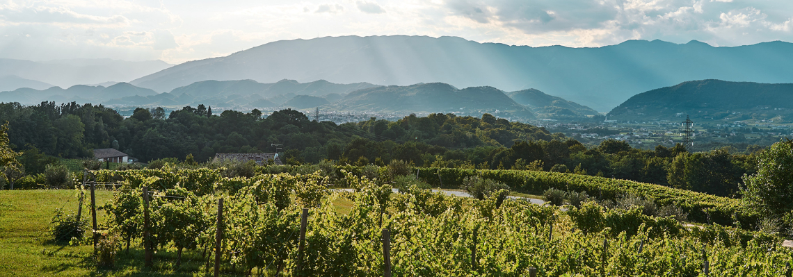 Sonnenstrahlen über hügeliger Landschaft mit Weinbergen und dichten Wäldern im Hintergrund.