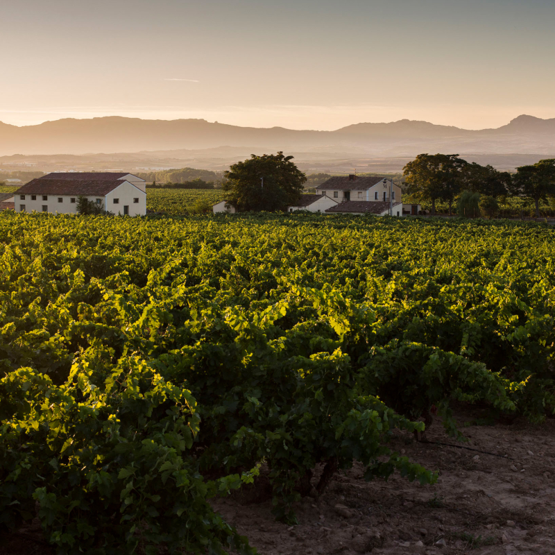 rioja marques de vargas