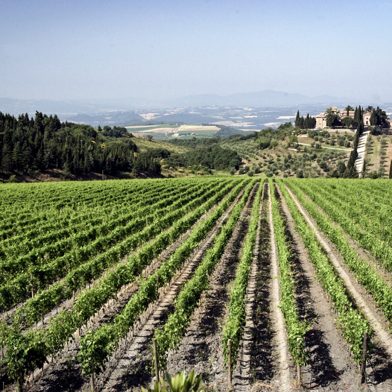 sangiovese castelgiocondo