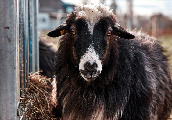 schafe gernot heinrich