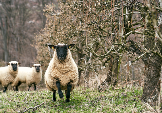 schafe im weingarten