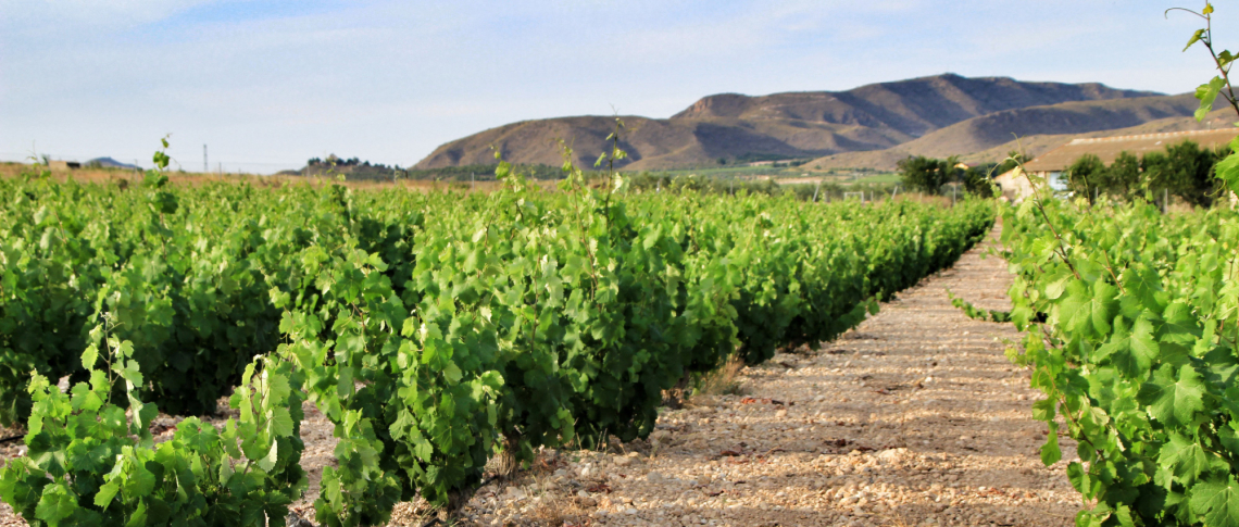 Weinberg mit üppigen Reben und Bergen im Hintergrund bei klarem Himmel.