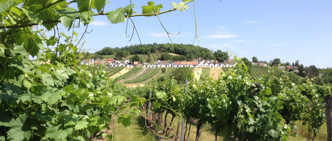 Grüne Weinreben mit Reihen weißer Gebäude im Hintergrund unter blauem Himmel.