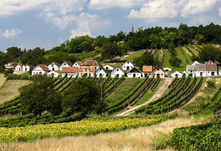 Reihenhaus-Anordnung vor grünen Weinbergen und gelben Sonnenblumenfeldern unter bewölktem Himmel.