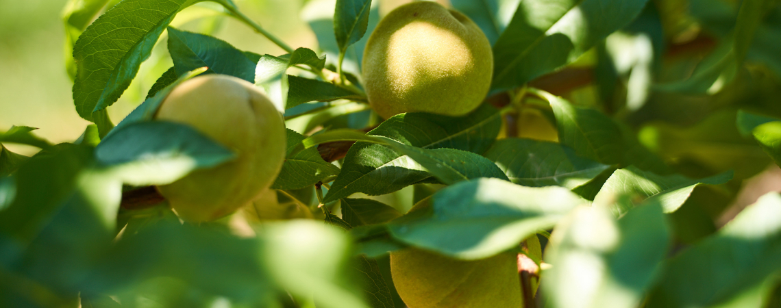 Reife Pfirsiche an einem Baum, umgeben von grünen Blättern.