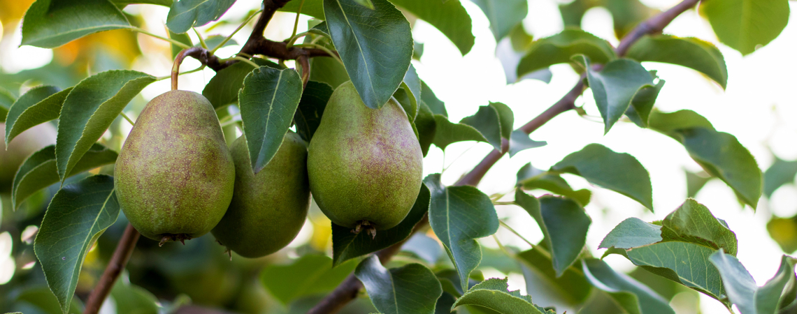 Drei reife Birnen hängen an einem Ast mit grünen Blättern.