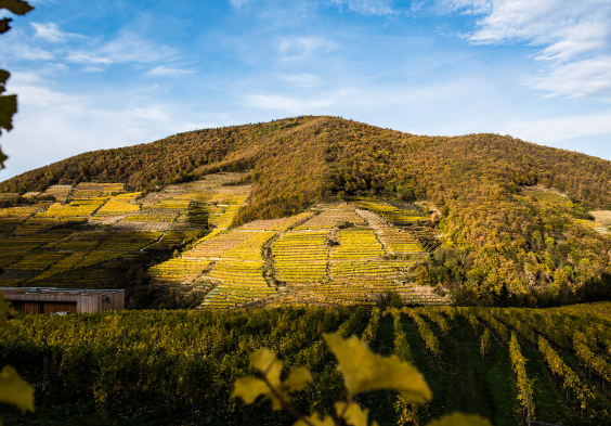 (c) Mia Bodenstein (4)