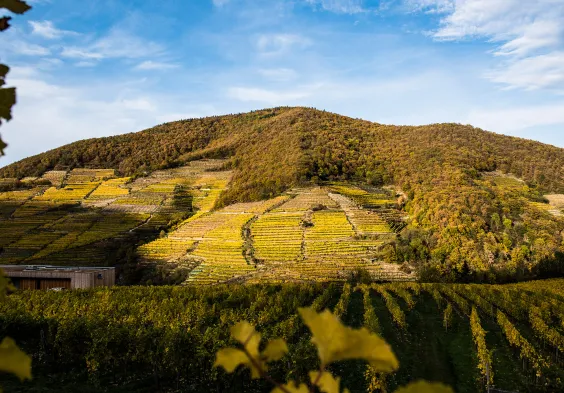 (c) Mia Bodenstein (4)