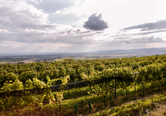 011.Weingut OTT Weingarten catastini coeln