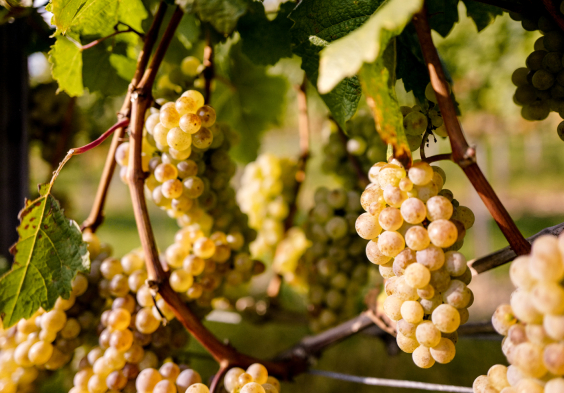 012.Weingut OTT Weingarten catastini coeln