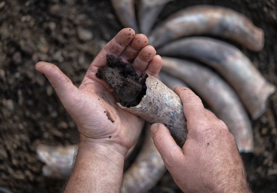 1701 Franciacorta Corno letame 1