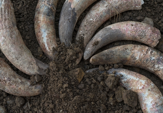 1701 Franciacorta Corno letame 3