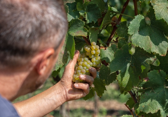 1701 Franciacorta Federico vigneto 1