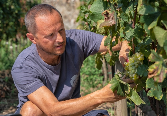1701 Franciacorta Federico vigneto 5